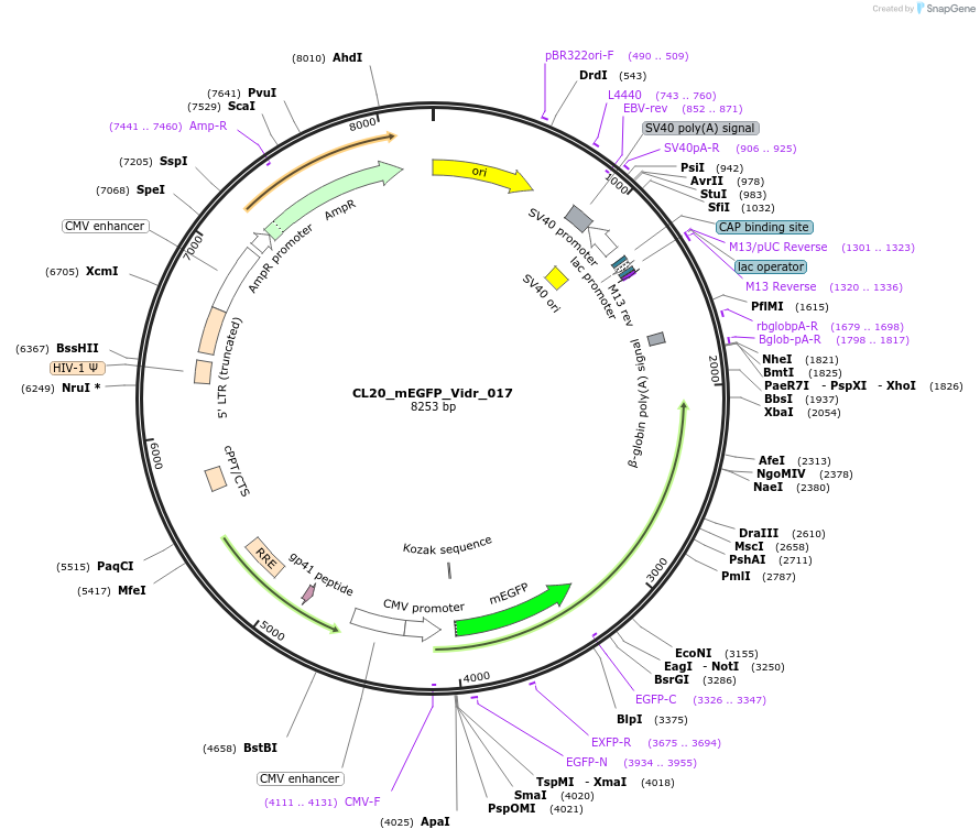 244784-plasmid-map-sequence-id-494366