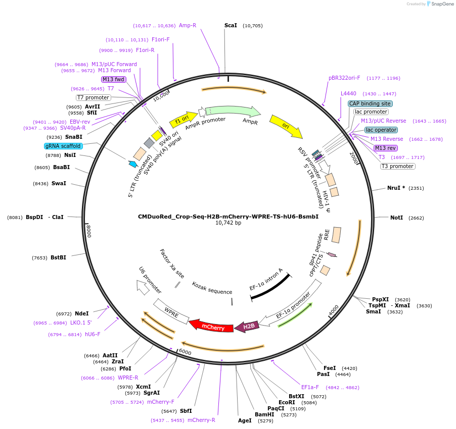 242160-plasmid-map-sequence-id-494367
