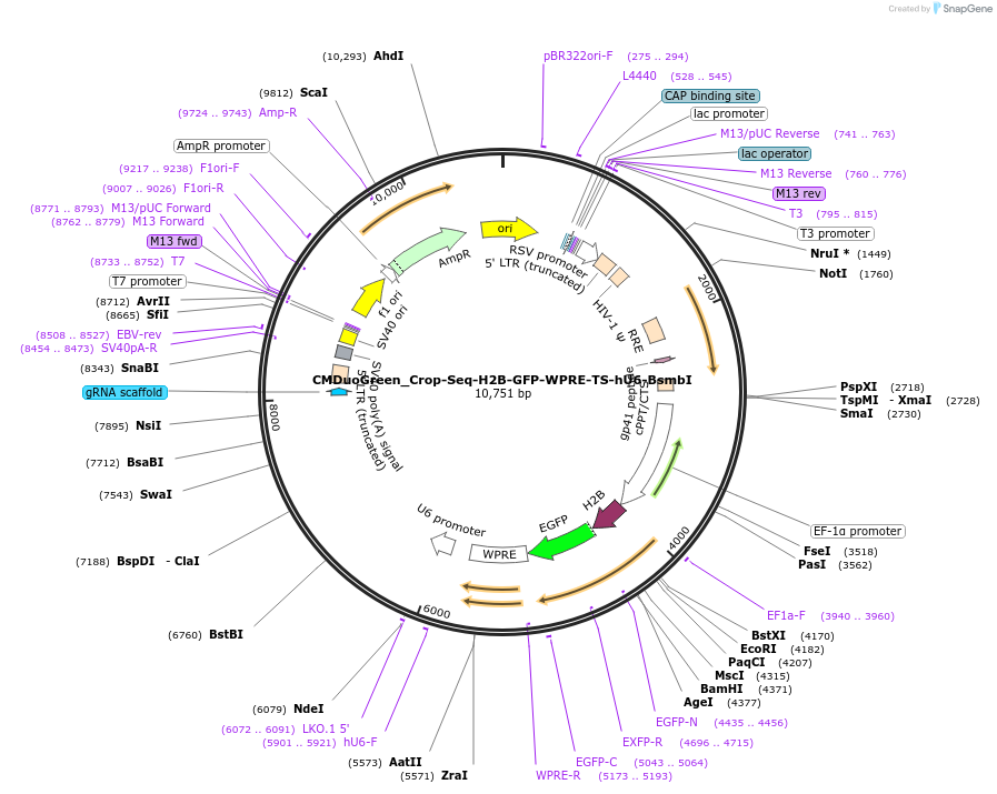 242159-plasmid-map-sequence-id-494368