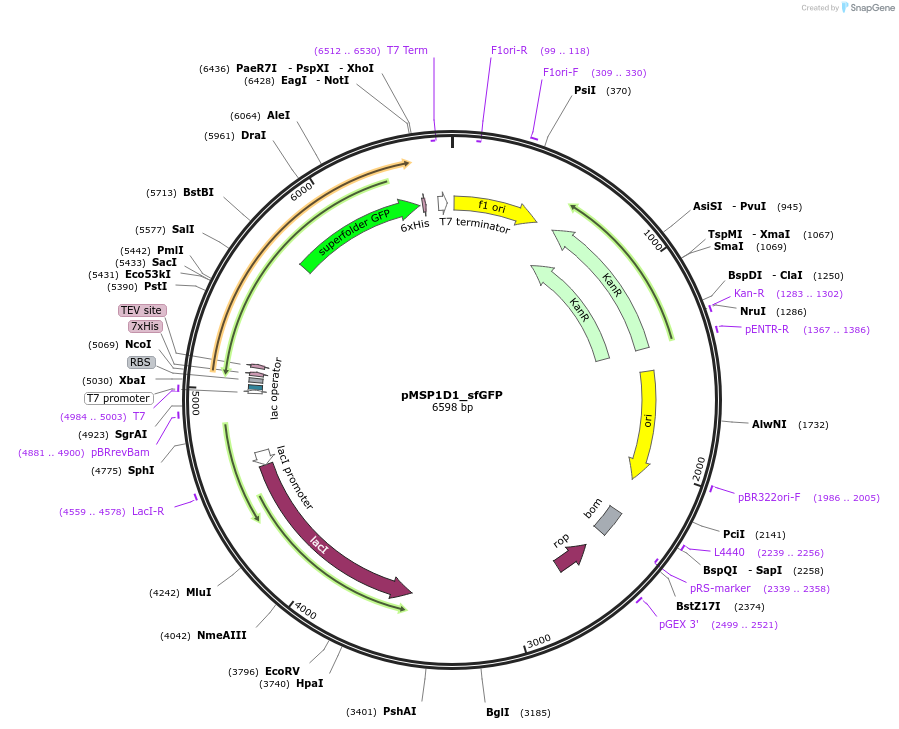 248920-plasmid-map-sequence-id-494374