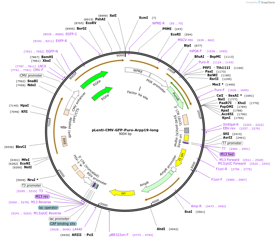 248799-plasmid-map-sequence-id-494389