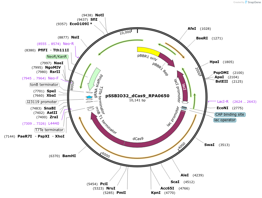 240487-plasmid-map-sequence-id-494403
