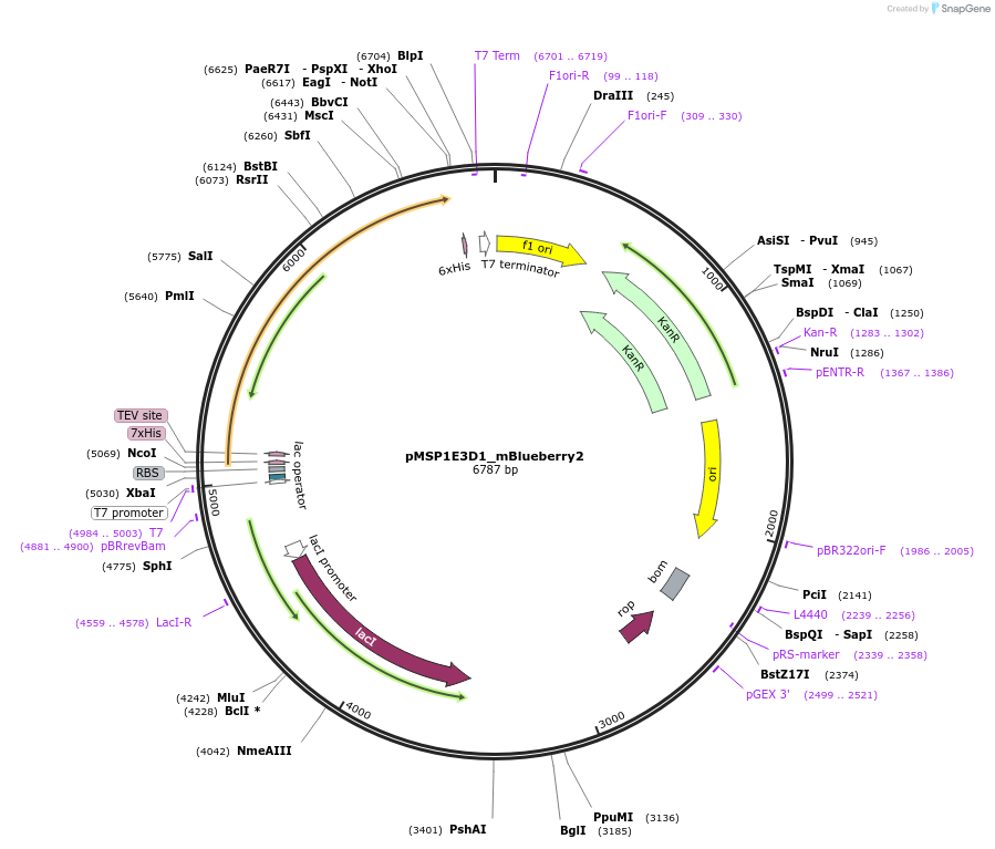 248930-plasmid-map-sequence-id-494407