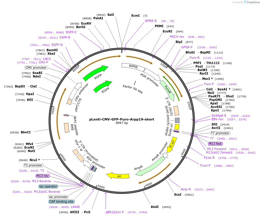 248798-plasmid-map-sequence-id-494432