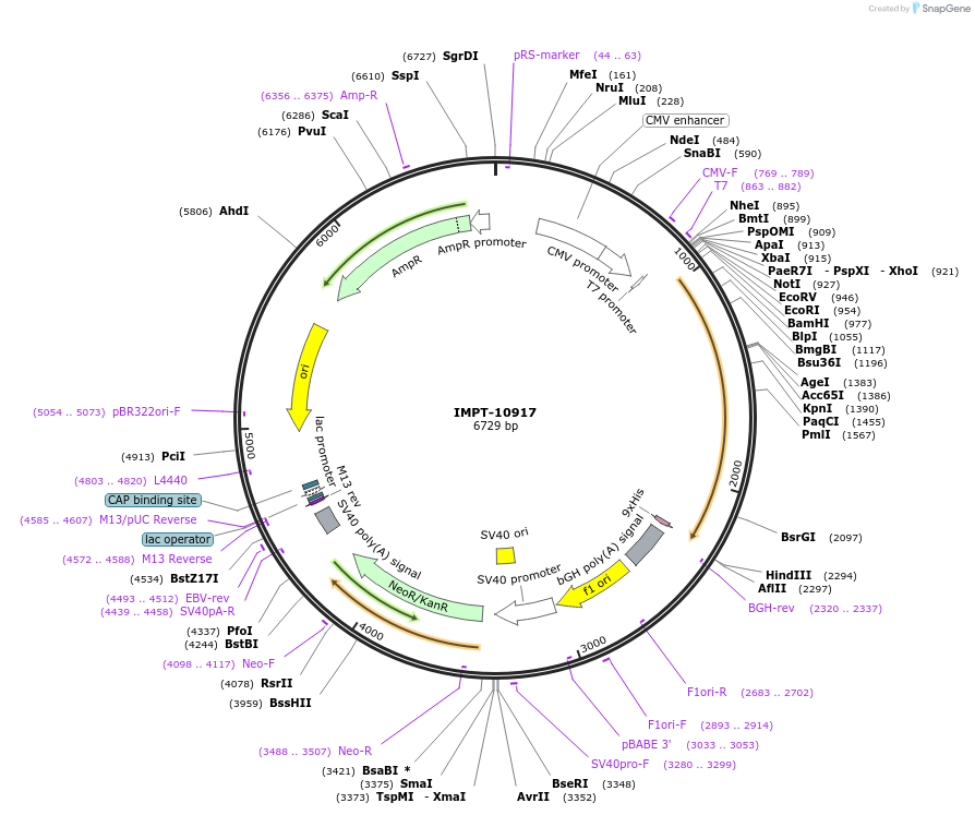 236192-plasmid-map-sequence-id-494487