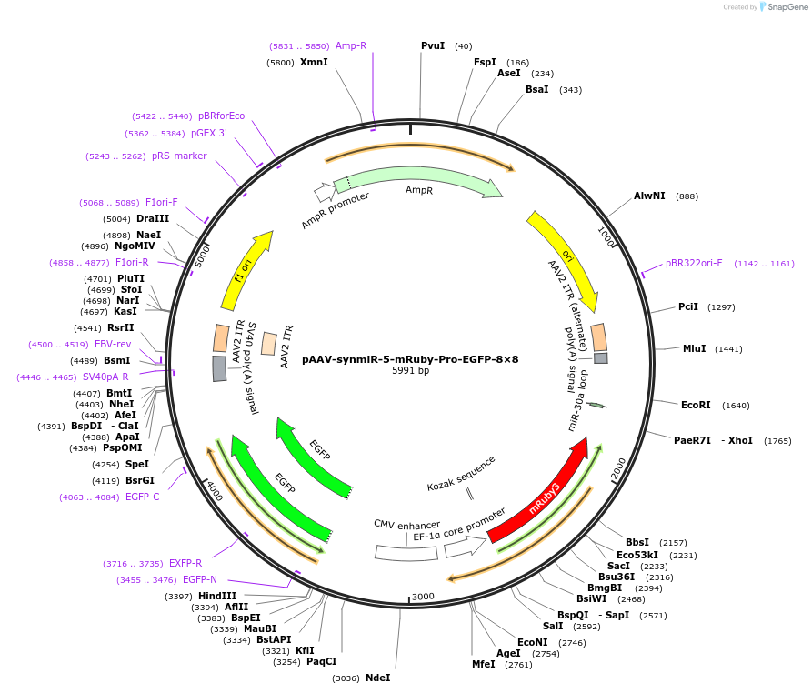 218243-plasmid-map-sequence-id-494518