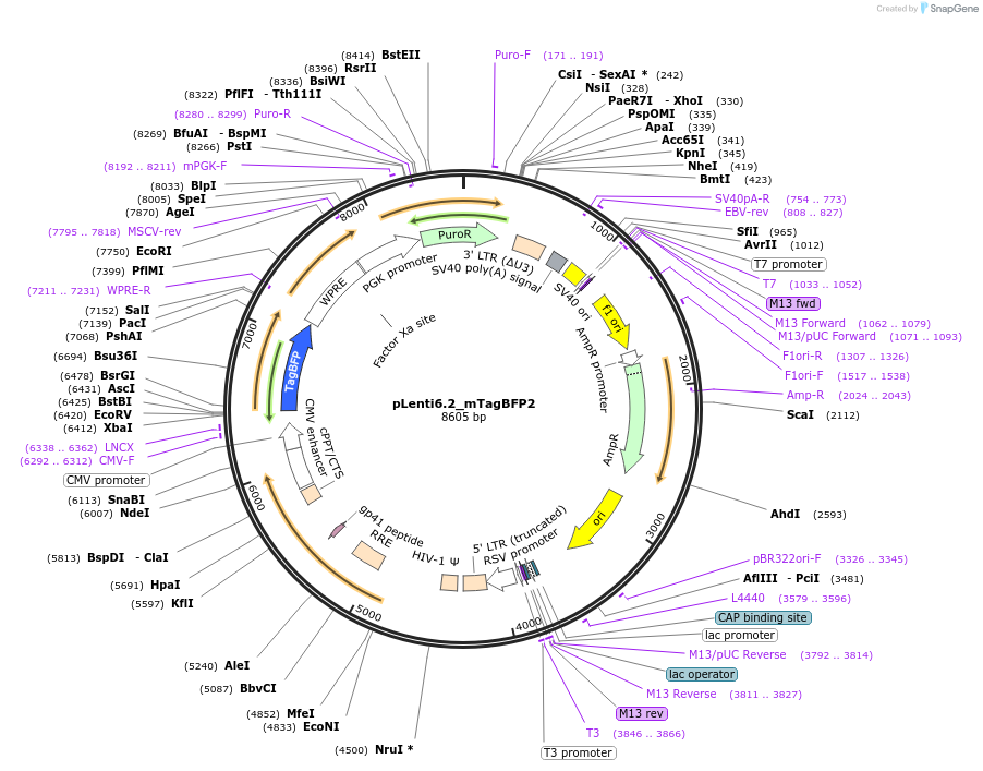113725-plasmid-map-sequence-id-494535