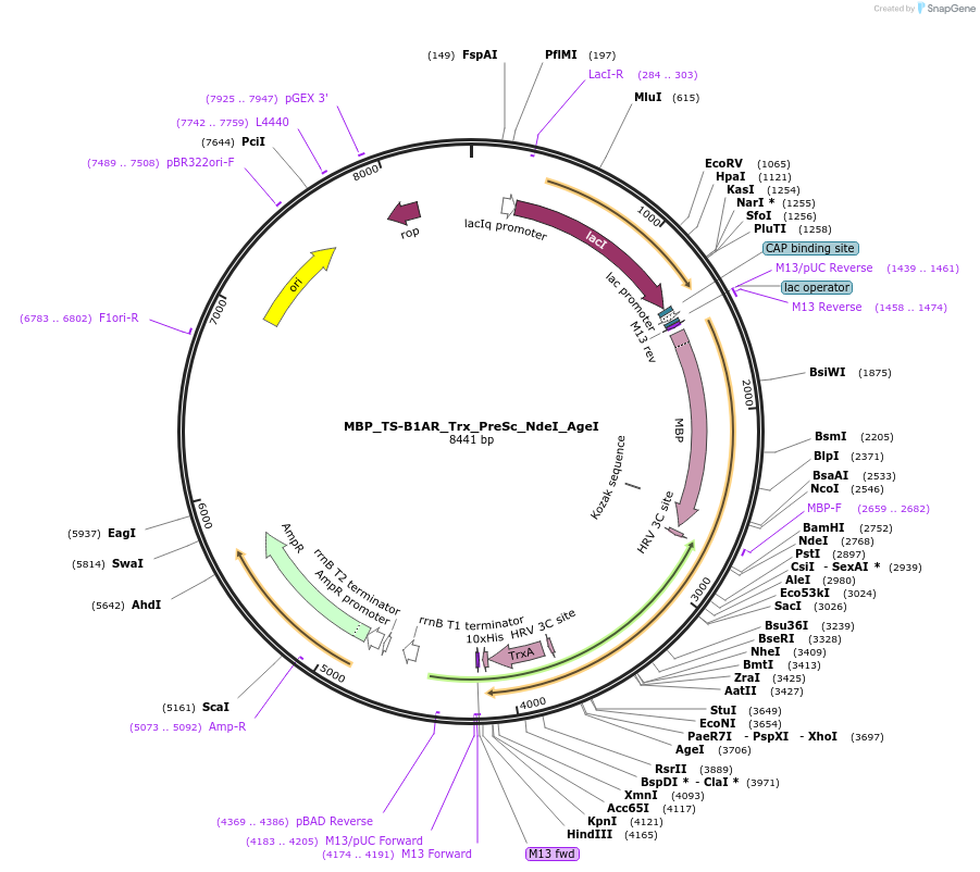 247768-plasmid-map-sequence-id-494567