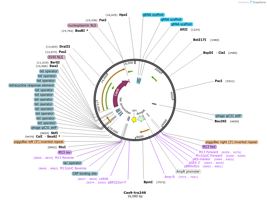 246020-plasmid-map-sequence-id-494616