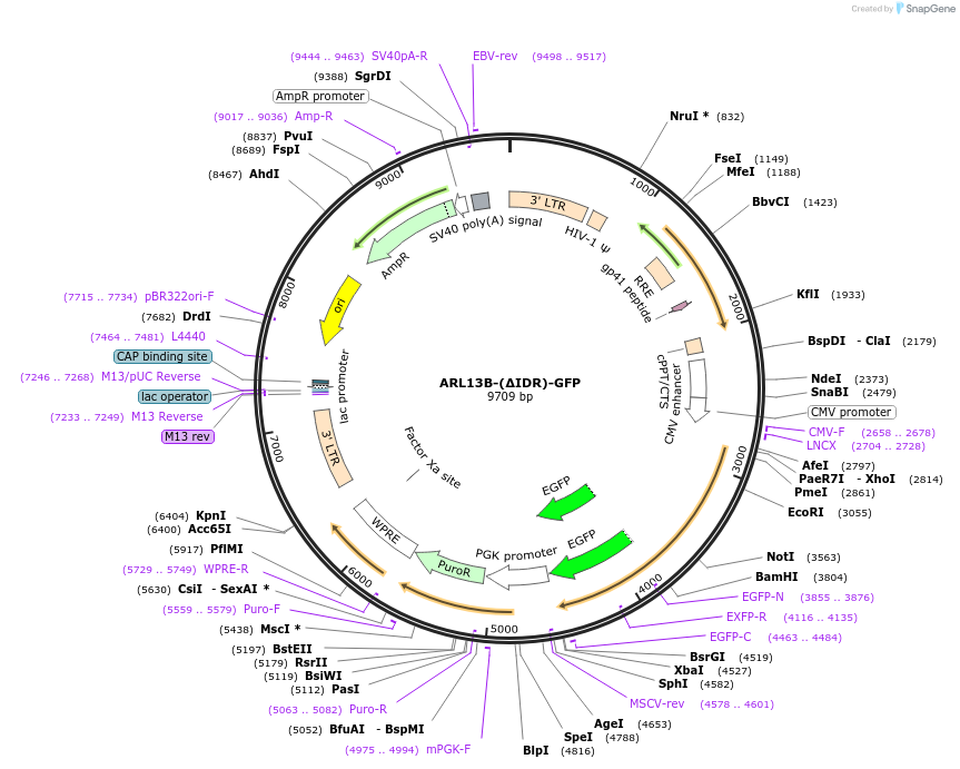 246845-plasmid-map-sequence-id-494626