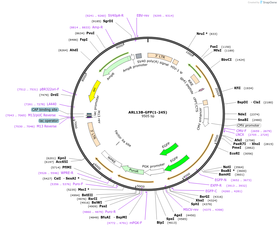 246847-plasmid-map-sequence-id-494627