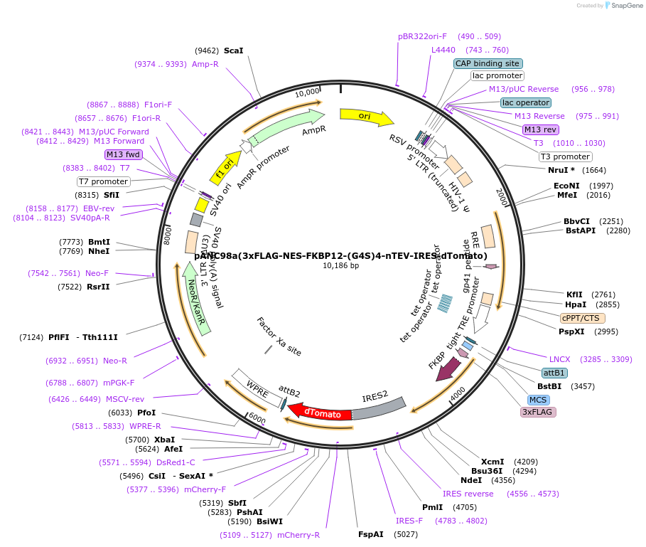 248358-plasmid-map-sequence-id-494632