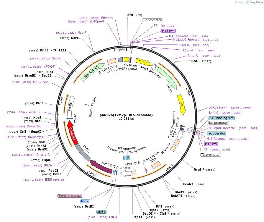 248362-plasmid-map-sequence-id-494651