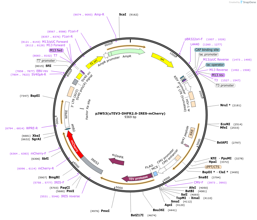 248363-plasmid-map-sequence-id-494652