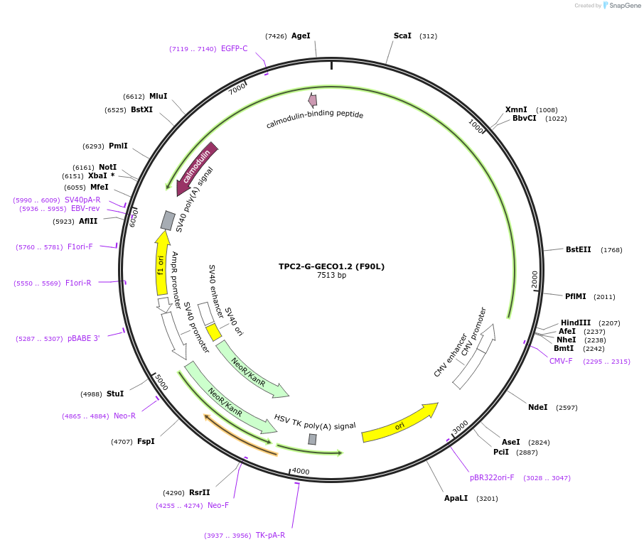 240470-plasmid-map-sequence-id-494655