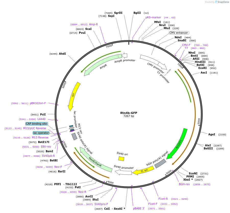 186952-plasmid-map-sequence-id-494680