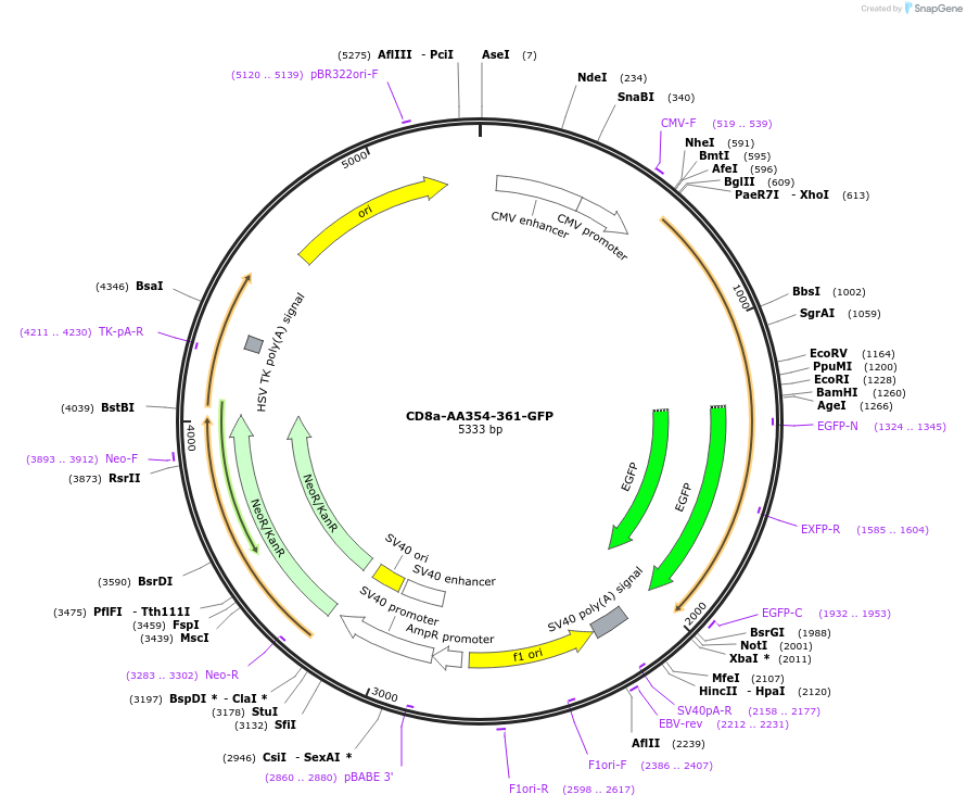 247762-plasmid-map-sequence-id-494681