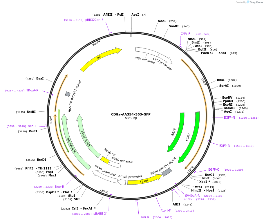 221599-plasmid-map-sequence-id-494683