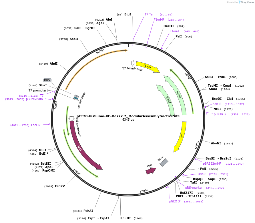 248013-plasmid-map-sequence-id-494687
