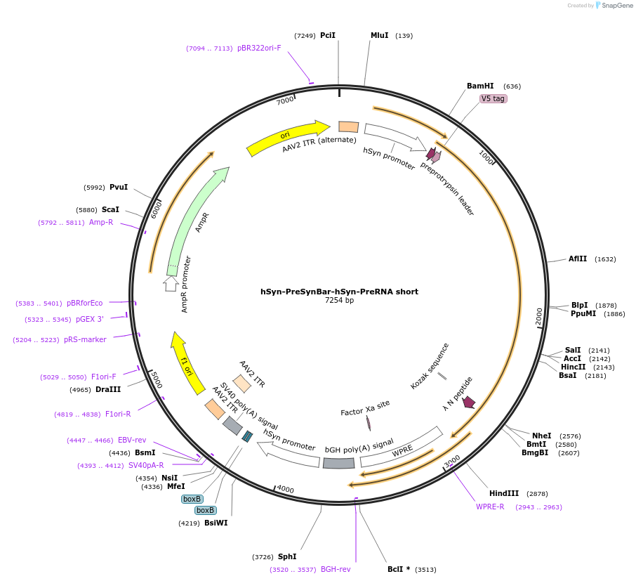 247715-plasmid-map-sequence-id-494689
