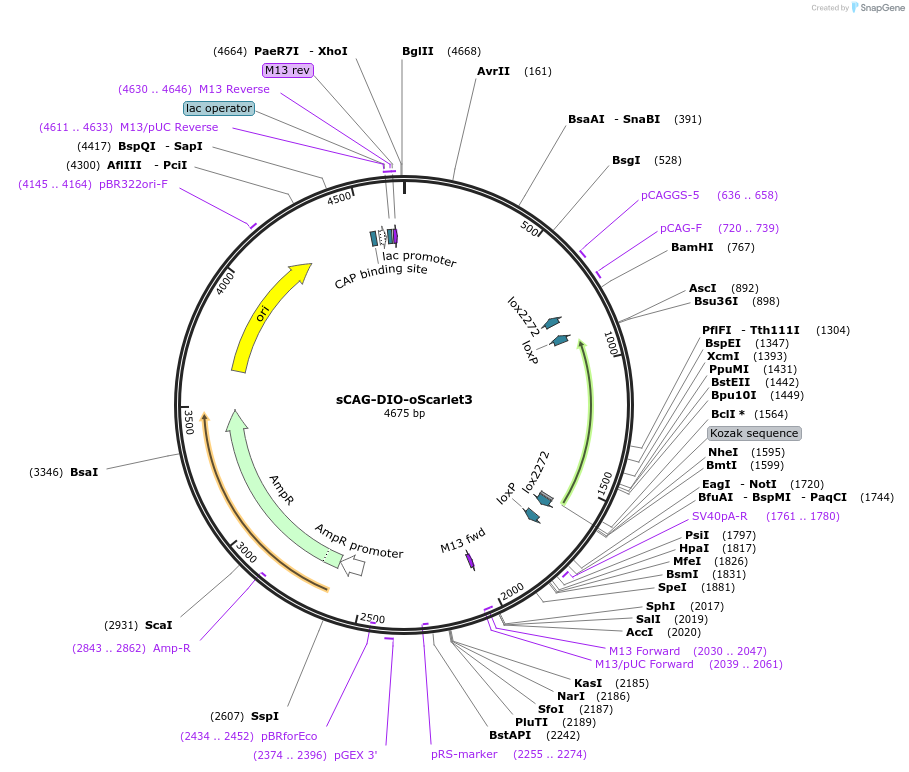 247721-plasmid-map-sequence-id-494694