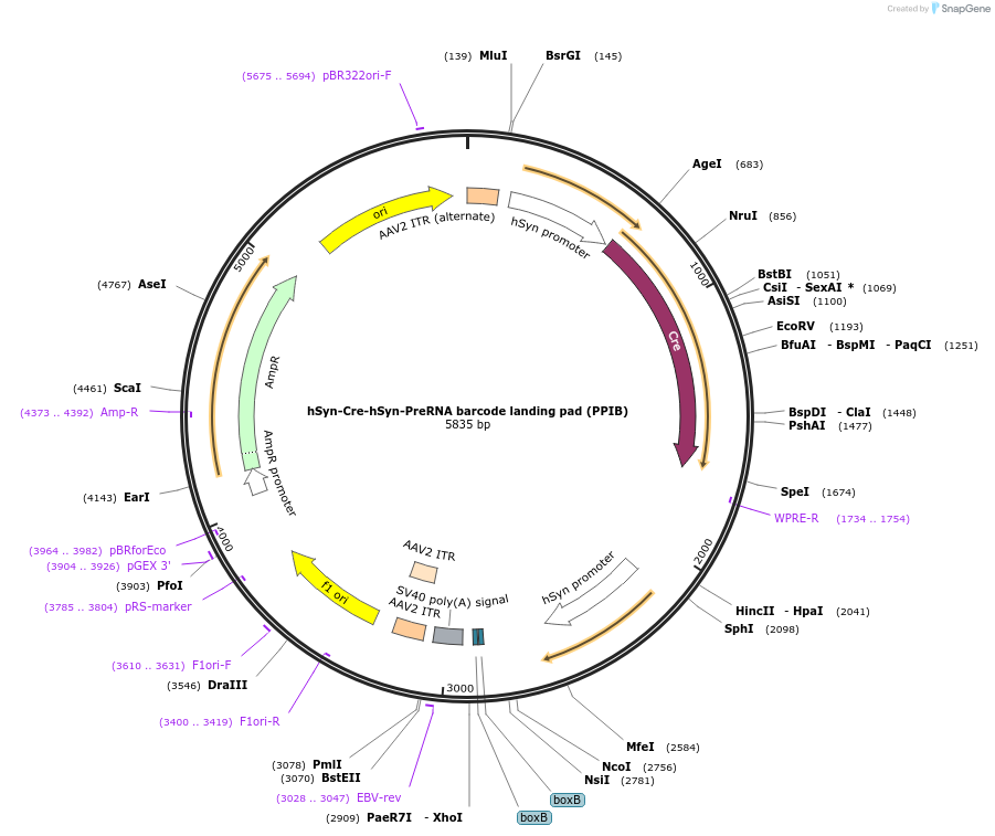 247718-plasmid-map-sequence-id-494695