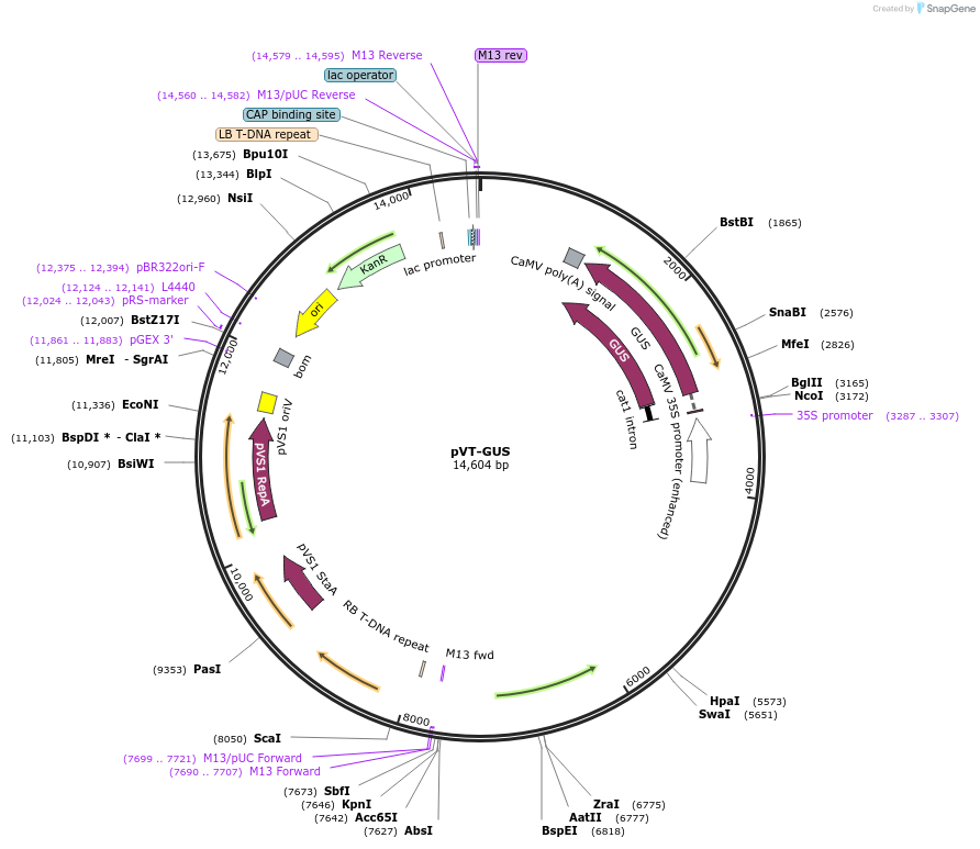 234916-plasmid-map-sequence-id-494794