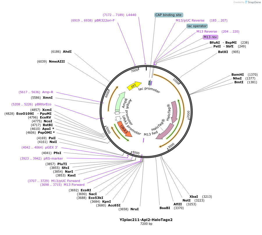247732-plasmid-map-sequence-id-494803