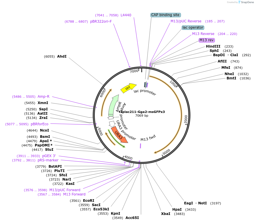 247735-plasmid-map-sequence-id-494804