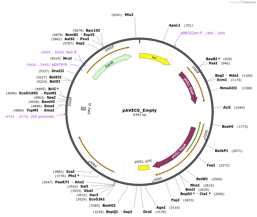 243799-plasmid-map-sequence-id-494823