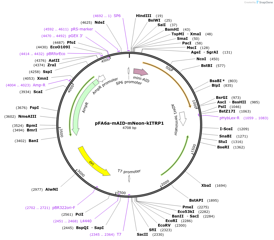 247602-plasmid-map-sequence-id-494833