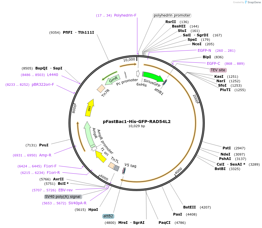 247924-plasmid-map-sequence-id-494845
