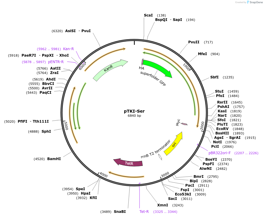 247648-plasmid-map-sequence-id-494849
