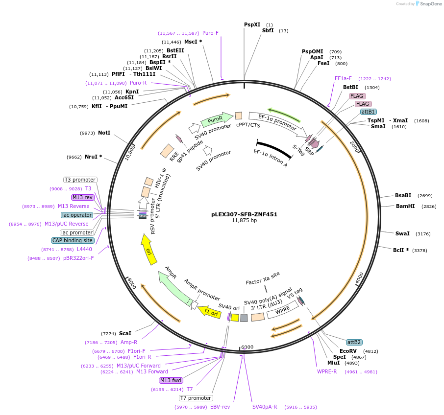247909-plasmid-map-sequence-id-494851