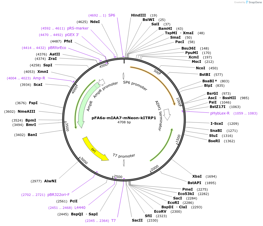247608-plasmid-map-sequence-id-494852