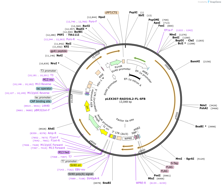 247912-plasmid-map-sequence-id-494857