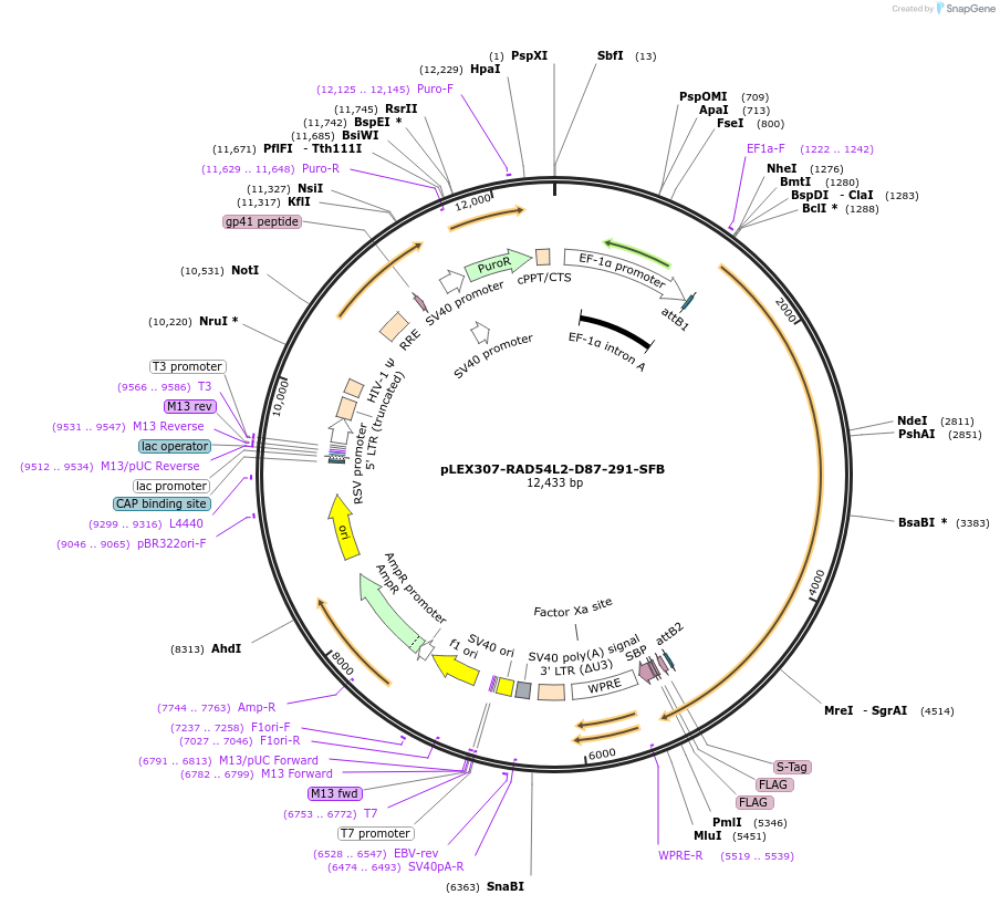 247914-plasmid-map-sequence-id-494863