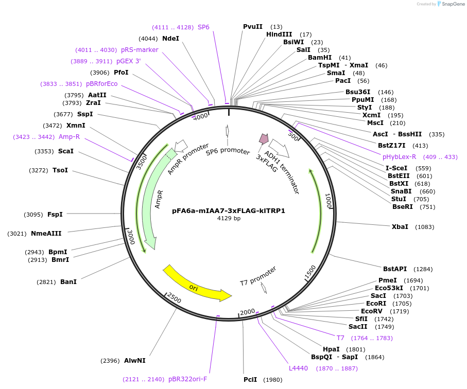 247615-plasmid-map-sequence-id-494870