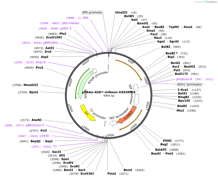 247616-plasmid-map-sequence-id-494871