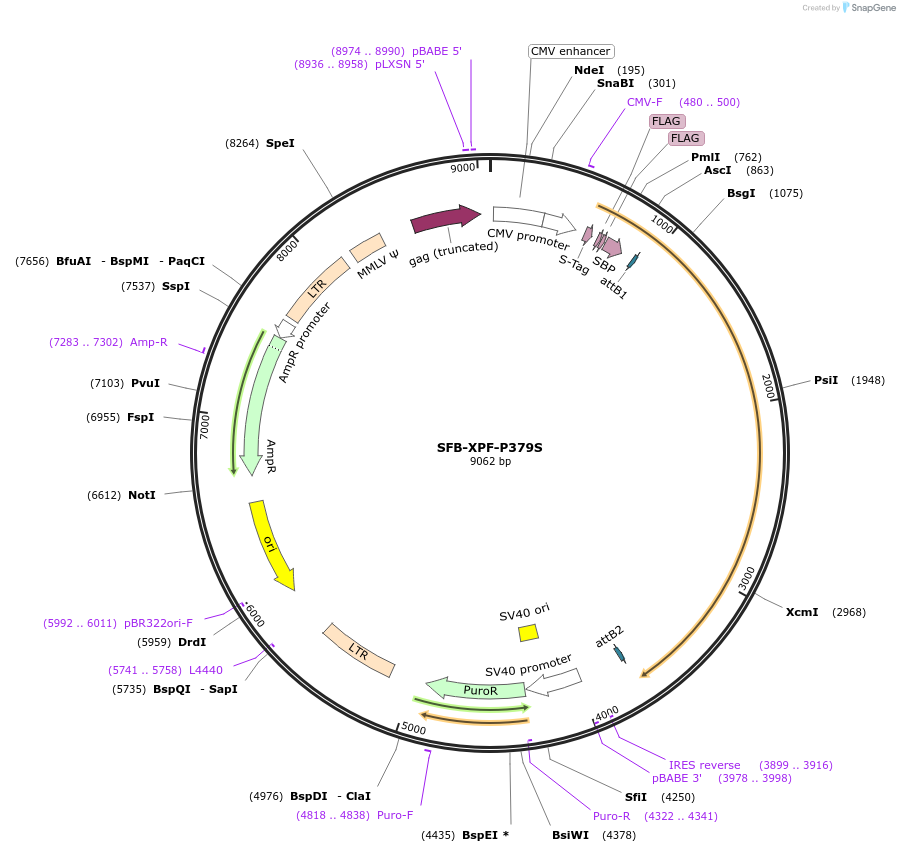 247897-plasmid-map-sequence-id-494925