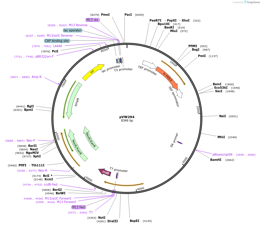 139491-plasmid-map-sequence-id-494926
