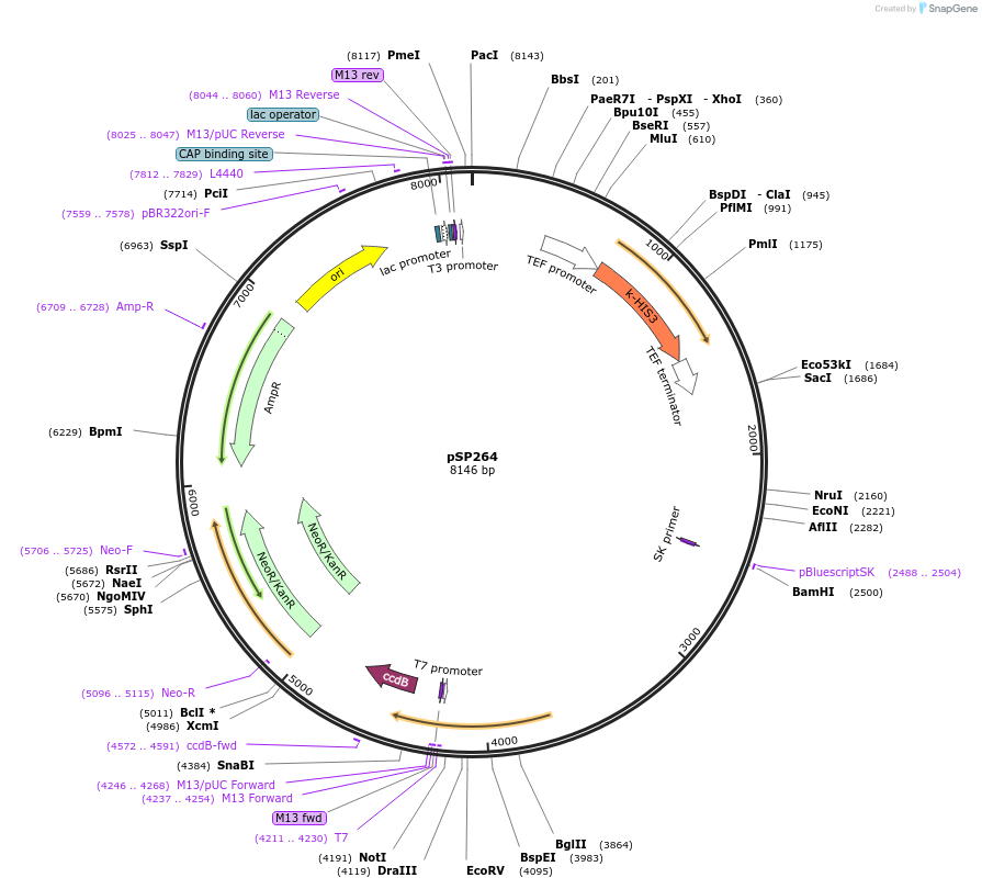 139487-plasmid-map-sequence-id-494929