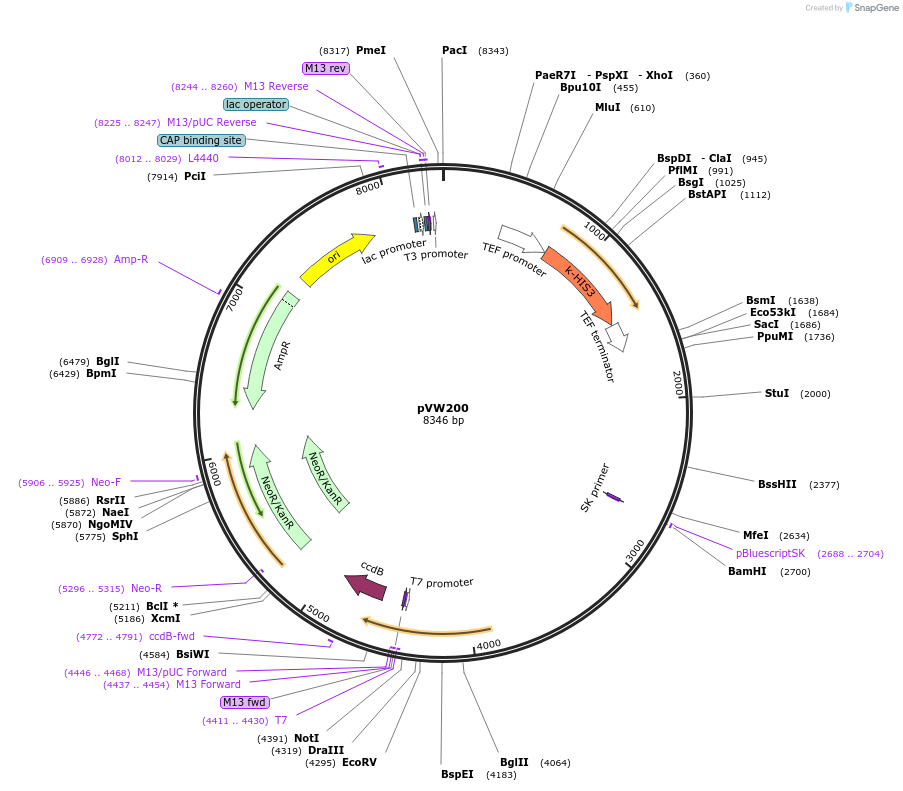 139489-plasmid-map-sequence-id-494931