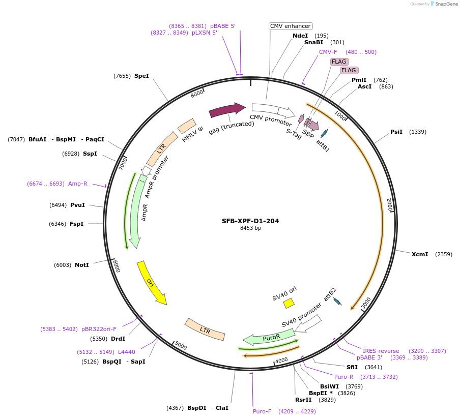 247888-plasmid-map-sequence-id-494932