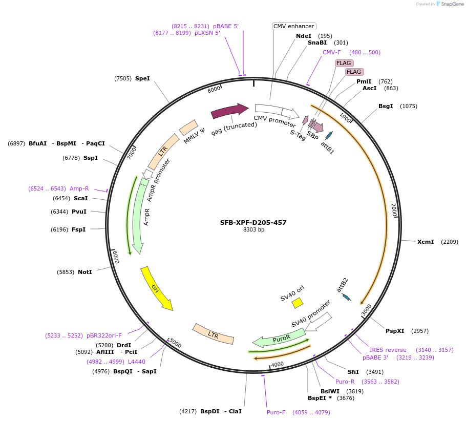 247889-plasmid-map-sequence-id-494934