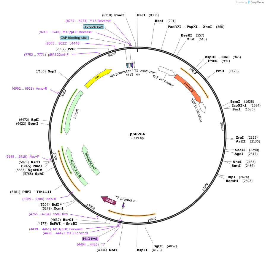 139488-plasmid-map-sequence-id-494939