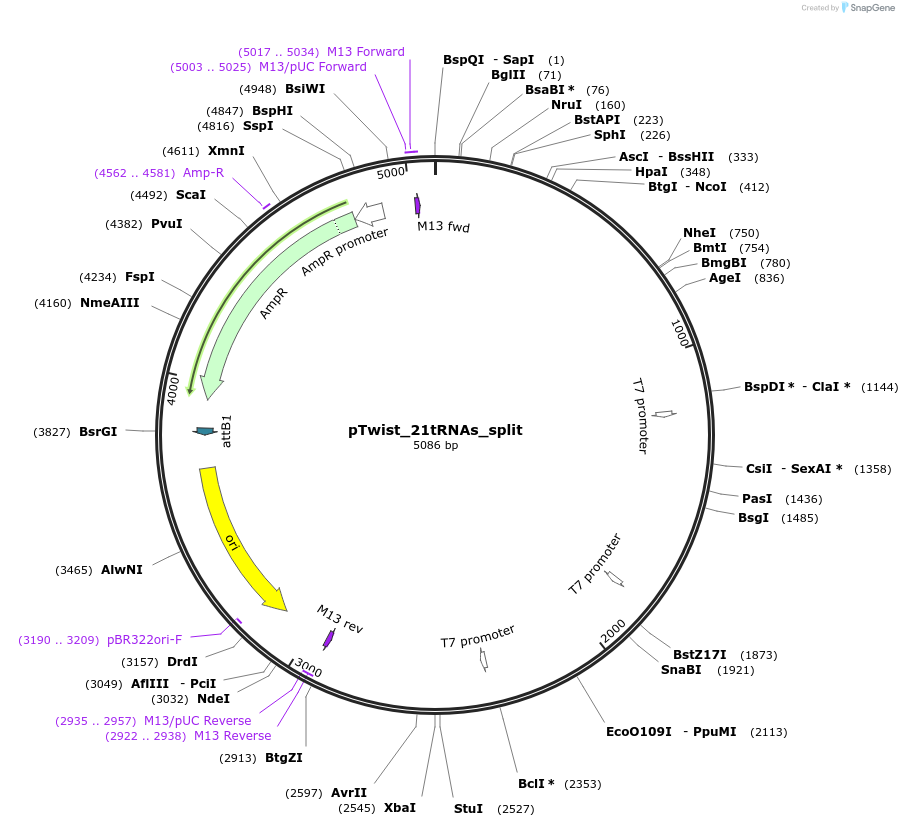 246822-plasmid-map-sequence-id-494985