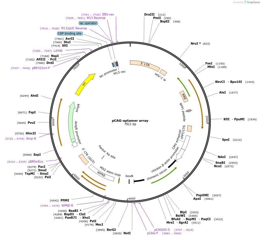 236387-plasmid-map-sequence-id-494990