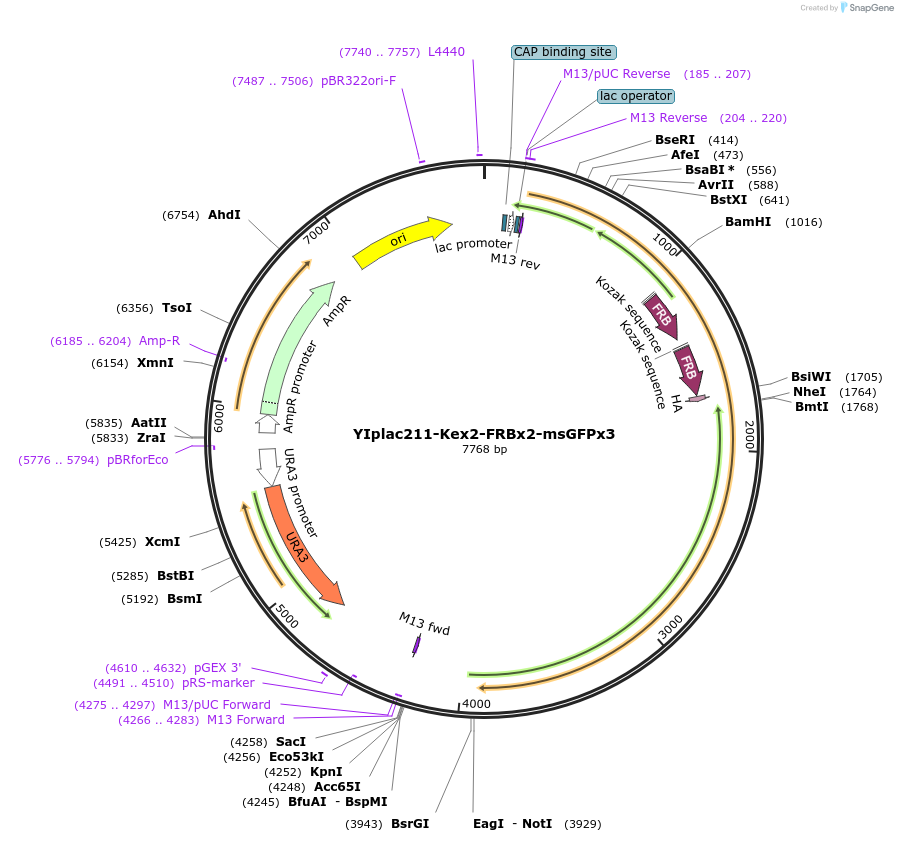 247739-plasmid-map-sequence-id-495006