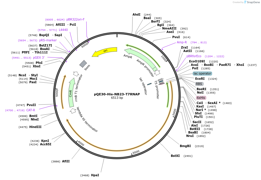 247373-plasmid-map-sequence-id-495009